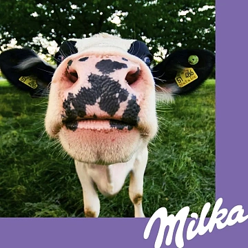Бисквит Milka Choco Biscuits, 150г