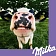 Бисквит Milka Choco Biscuits, 150г