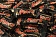 Батончик шоколадный Mars Minis, 2.7кг