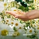 Шампунь Herbal Essences Гладкие и блестящие ромашка, 350мл